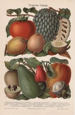 TROPISCHE FRÜCHTE Avocado Mango Guave Zimtapfel CHROMO-LITHOGRAPHIE von 1906