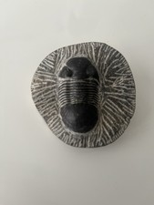 Trilobit-Fossil - hervorragend