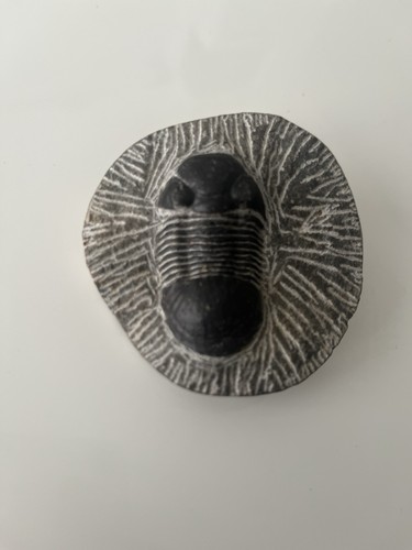 Trilobit fossil hervorragend - trilobit-fossil,