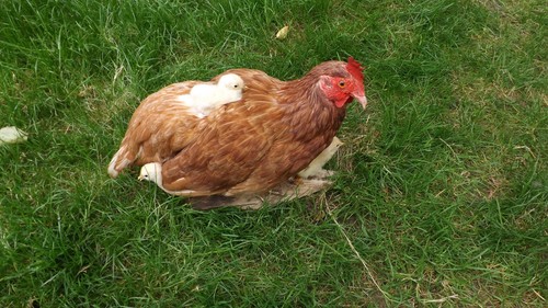 Präpariertes haushuhn mit - haushuhn,
