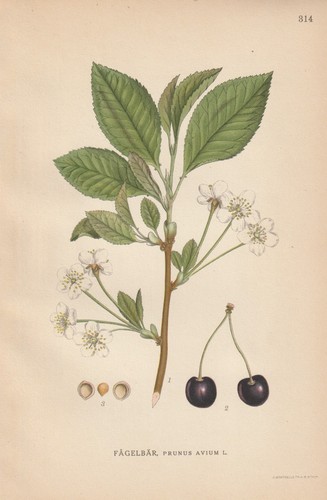 Vogelkirsche - (prunus, avium)