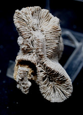 Fossilien, Korallen und