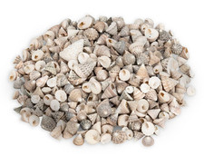 NaDeco Echinellopsis