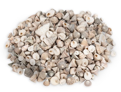 Nadeco echinellopsis - nadeco,