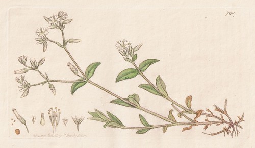 Cerastium viscosum hornkraut - cerastium,