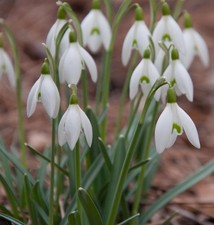 Schneeglöckchen galanthus - schneeglöckchen,