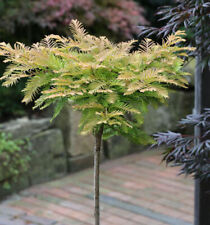 Hochstamm Kugel Urweltmammutbaum Matthaie 100-125cm - Metasequoia