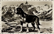 Hund bernhardiner - ak, hund,