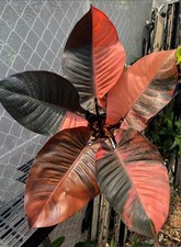 80002806 Philodendron black