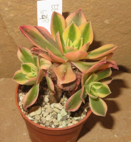 Aeonium leucoblepharum