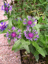 8 Bergflockenblumen Centaurea montana - Jungpflanzen- winterhart Dauerblüher