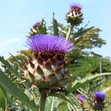 Gemüse Artischocke - Cynara