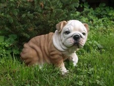 Englische Bulldogge Deko Figur