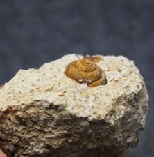 Snail Cepaea Rüssingen