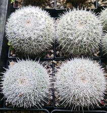 Mammillaria parkinsoii Jungpflanzen Kakteen Sukkulenten 