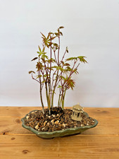 Bonsai Acer Palmatum