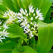 500 Samen Allium ursinum