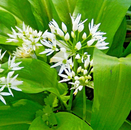000 samen allium ursinum - samen,