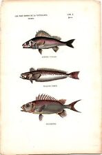 Antike Handkolorierte Lithographie Grafik 19 Jh. Zoologie Fische Meerestier