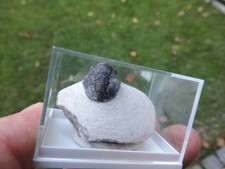 schöner Trilobit - Gerastos