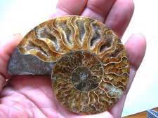 Schöne, große AMMONIT