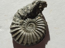 Pleuroceras solare - Unterstürmig- Lias delta - Pyrit - Ammonit - alte Sammlung