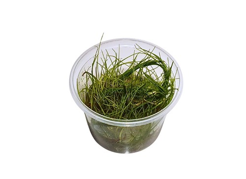 Aquarienpflanze eleocharis - aquarienpflanze,