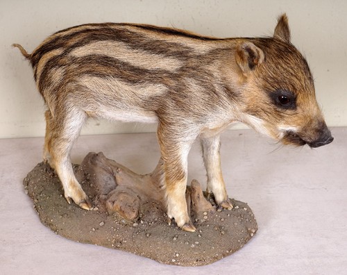 Schöner wildschwein - schöner,