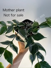 (RARE) Hoya Polyneura Albo