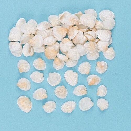 Muscheln zum basteln oder - basteln,