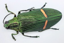 Buprestidae, Catoxantha