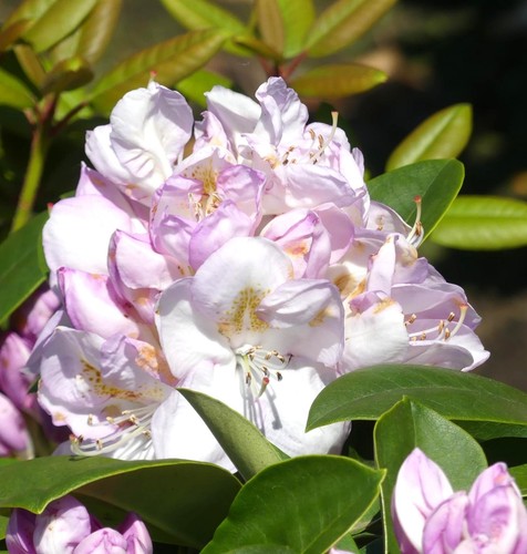 Inkarho großblumige alpenrose - inkarho,