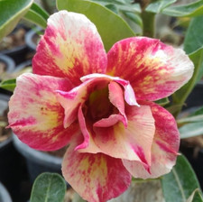 Adenium obesum - Wüstenrose -Yellow Star- frisch aus Thailand eingetroffen