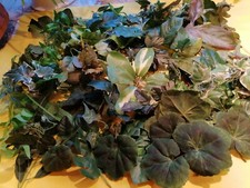 Grüne Blätter Konvolut Floristik