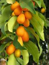 Sale817 Kumquats Seeds 5 Samen Mini Orange