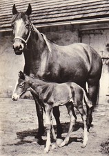 HORSE Postcard  *  Pferd  *