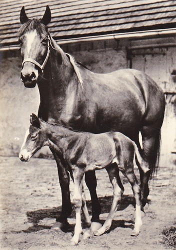 Horse postcard pferd - postcard,