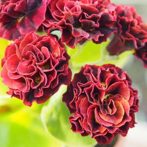 Raoul aurikel aurikula primula - aurikel,