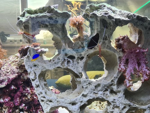Komplettes meerwasseraquarium - komplettes,