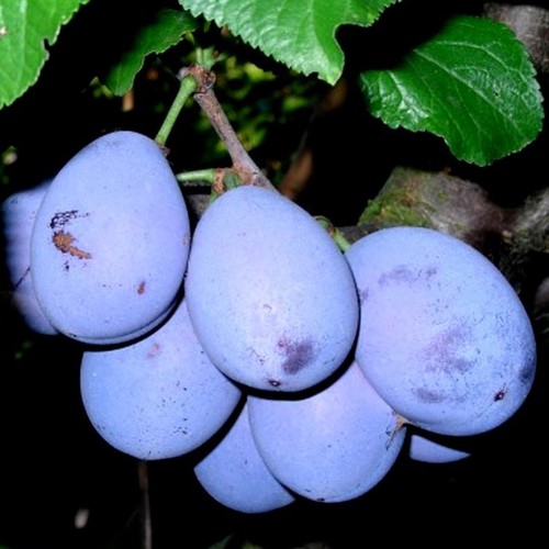 Cacaks schöne zwetsche - cacaks,