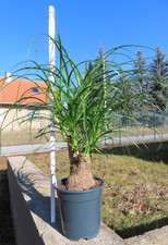 Elefantenfuß Beaucarnea