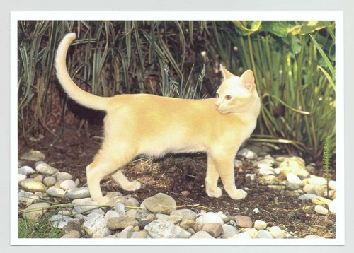 Postkarte katze - ak,