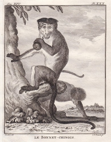 Bonnet macaque indischer - macaque,