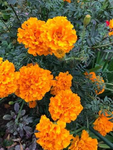 Studentenblume tagetes in - ,