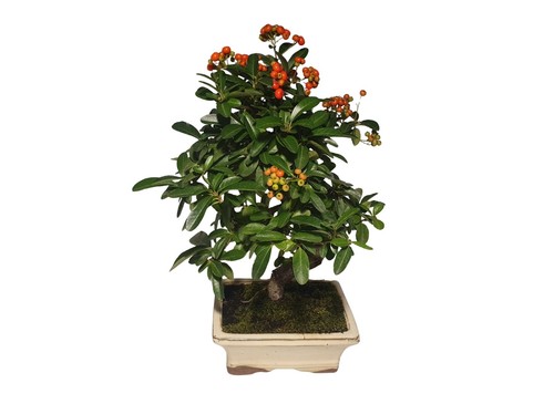 Feuerdorn outdoor bonsai - feuerdorn,