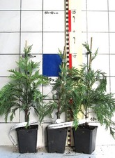 Chamaecyparis nootkatensis "Pendula",   Hänge - Nootka-Zypresse, Mähnenzypresse