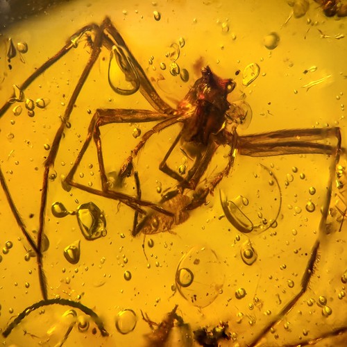 Spinne burmesisch burmit - in, /