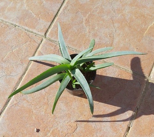 Aloe vera mehrere 10cm - aloe, topf