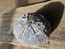 Top Seeigel Ostsee Steinkern