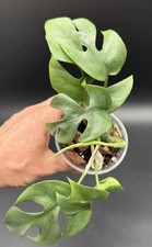 Planttini 🌱Rhaphidophora